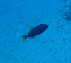 Xanthichthys auromarginatus