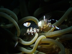 Ancylomenes speciosus