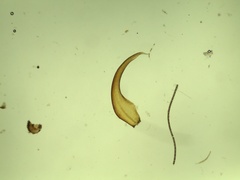 Scorpidium revolvens