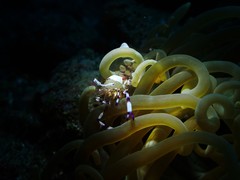 Ancylomenes speciosus