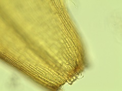 Scorpidium revolvens