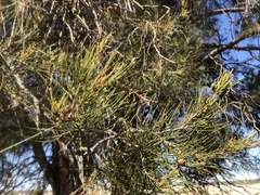 Casuarina cristata