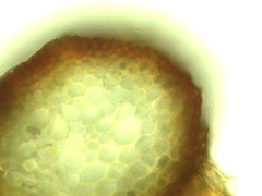 Scorpidium revolvens