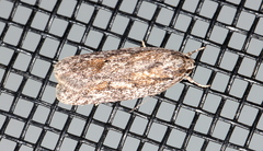Acantholena siccella