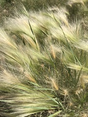 Hordeum jubatum