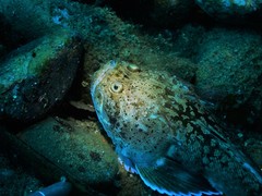 Uranoscopus bicinctus