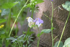 Anthocharis scolymus