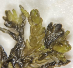 Sphagnum pylaesii