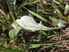 Haplocarpha lyrata