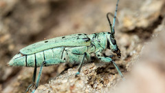 Saperda octopunctata