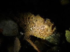 Antennarius striatus