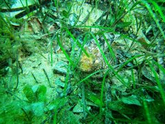 Maxillicosta scabriceps