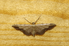 Idaea efflorata