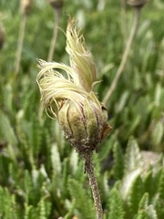 Dryas hookeriana