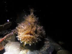 Antennarius striatus