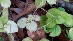 Peperomia hispiduliformis