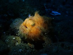 Antennarius striatus