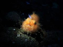 Antennarius striatus