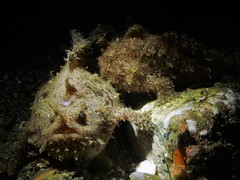 Antennarius striatus