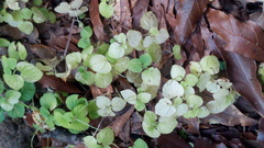 Peperomia hispiduliformis