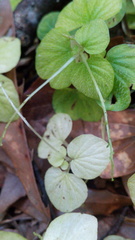 Peperomia hispiduliformis