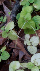 Peperomia hispiduliformis