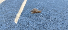 Bulimulus bonariensis image