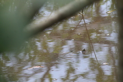Trachemys stejnegeri