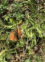 Boloria pales
