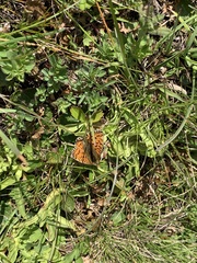 Boloria pales