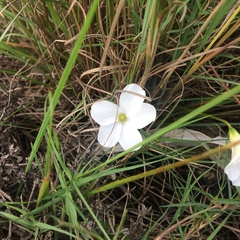 Oxalis smithiana