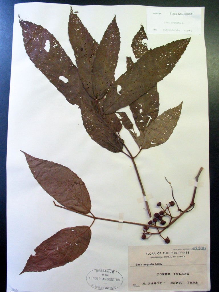 Leea aequata (Leea aequata)