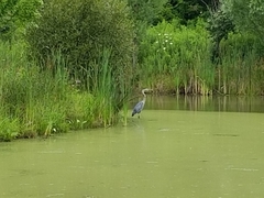Ardea herodias herodias