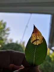 Heterarthrus microcephalus