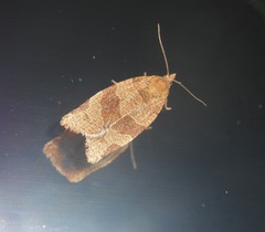 Pandemis cinnamomeana