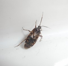 Deraeocoris annulipes