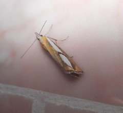 Catoptria conchella
