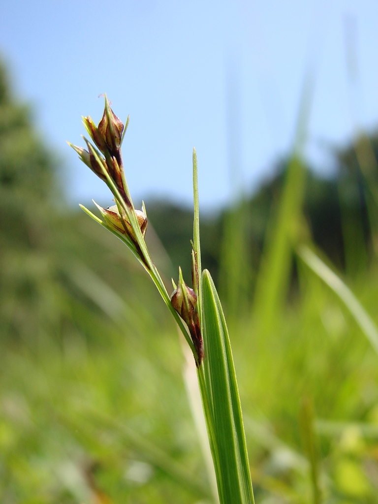 Scleria biflora