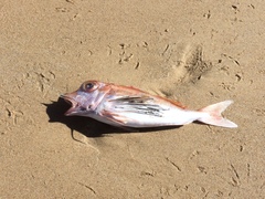 Pterygotrigla polyommata