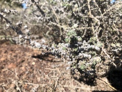 Sclerolaena birchii