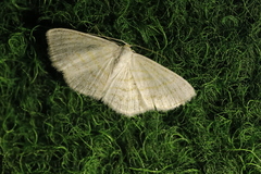 Scopula caricaria