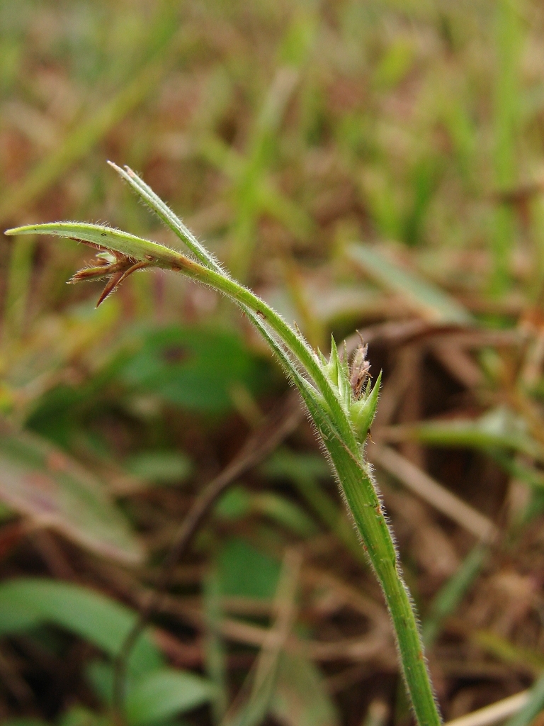 Scleria rugosa
