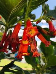 Iochroma fuchsioides
