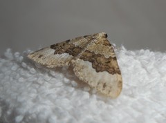 Colostygia aptata