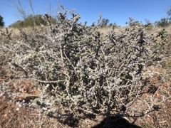Sclerolaena birchii