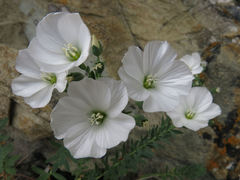 Linum monogynum monogynum