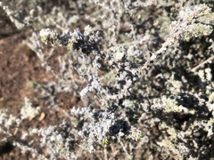 Sclerolaena birchii