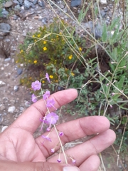 Cyphomeris gypsophiloides