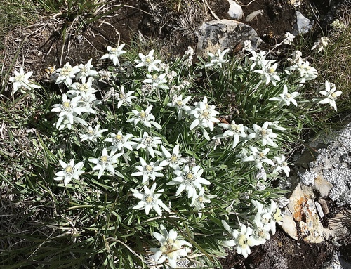 Leontopodium nivale