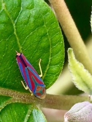 Graphocephala